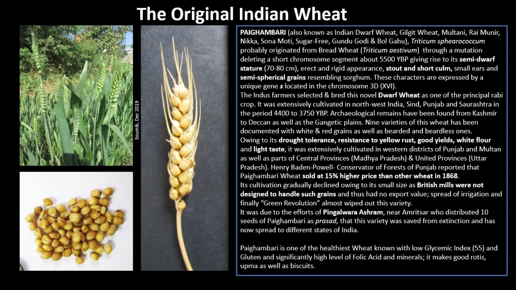 History agriculture is civilization, The original indian wheat, paigambari, also known as Indian Dwarf Wheat, Gilgit Wheat, Multani, Rai Munir, Nikka, Sona Moti, Sugar-Free, Gundu Godi & Bol Gahu