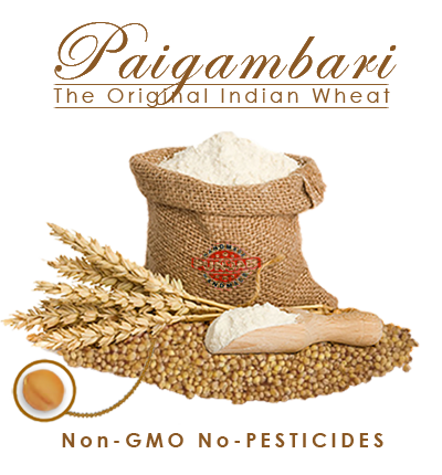 Product, Indian Ancient Wheat, This wheat is low in Gluten, super food for our gut, gluten problem, PAIGHAMBARI wheat,Indian Dwarf Wheat,Gilgit Wheat,Multani,Rai Munir,Nikka,Sona Moti wheat,Sugar-Free,Gundu Godi & Bol Gahu,Green Revolution,super food,gluten problem,excess of Gluten,cause of type 2 diabetes,celiac disease,obesity,insulin resistance,thyroid,BP. wheat-oriented subscription farming,subscribe a agricultural land yearly,Glycemic Index 55,Low in Gluten,High in Fibre,40% more Protein,267% more Minerals,High level of Folic Acid,Gut Health, Guarantee of receiving the unhybridized, unmodified, and non-GMO ancient paigambari wheat, always organically grown, that meets high purity, nutrition, and quality standards. This wheat has an extremely diverse profile of polyphenols. Polyphenols are a family of molecules that have gained much attention as they have strong antioxidant and anti-inflammatory properties and can protect against many degenerative human diseases.