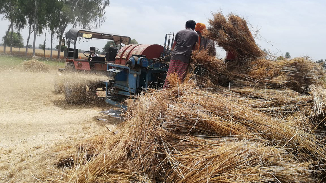 Harvesting Sorting and storing Ancient wheat paigambari