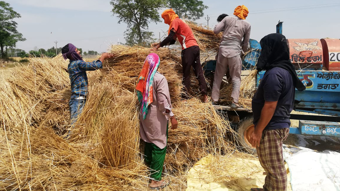 Paigambari wheat harvested by hand use thresher machine to sift wheat from chaff