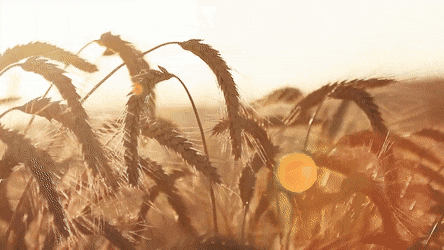 Harvesting, Sorting and Storing - Grown in India's bread-basket state Punjab. Traditional harvesting starts during mid April. Our 12×6 feet raised beds were filled with tall, slender wheat sheaths that turned progressively golden brown. The seed heads began to nod, and that’s when we knew it was time. 